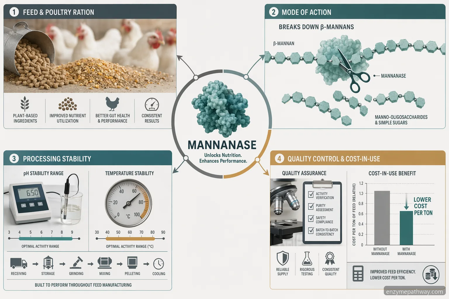mannanase enzyme in poultry feed guide, infographic shows dosage, stability, QC, and cost-in-use factors