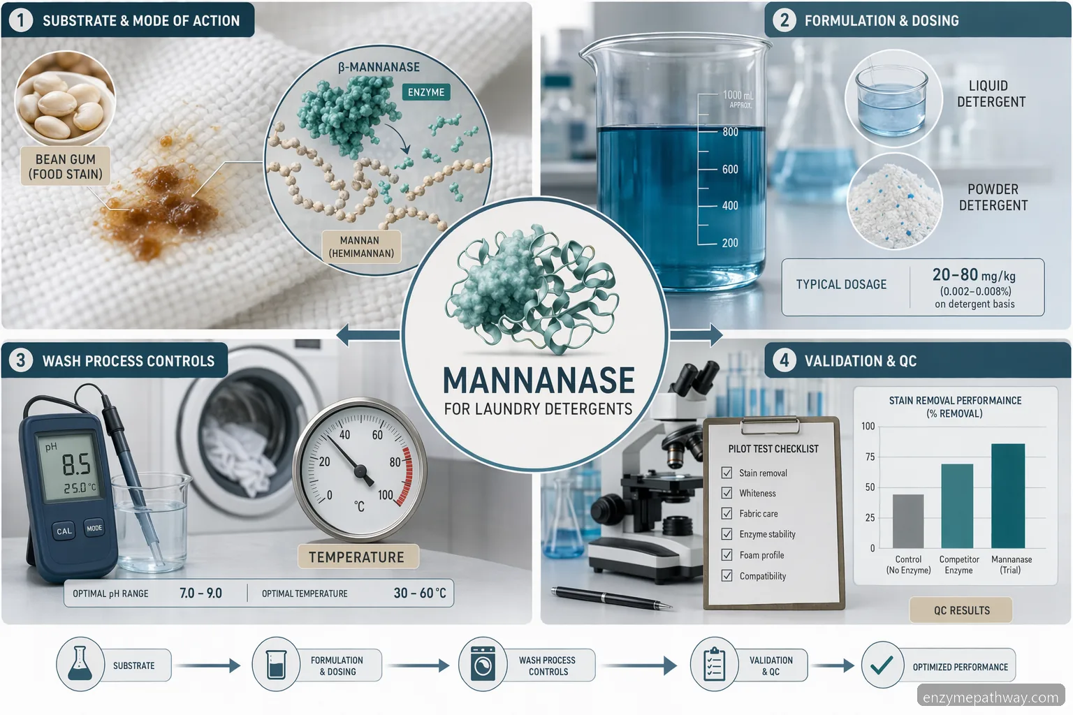 mannanase in laundry detergent process guide infographic showing stain removal, dosing, validation, and QC checks