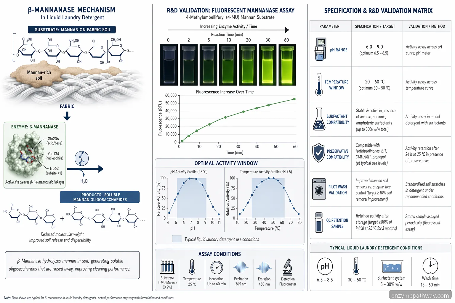 new liquid tide w mannanase fluorescent diagram in laundry detergent Mannanase formulations — assay and reaction flow